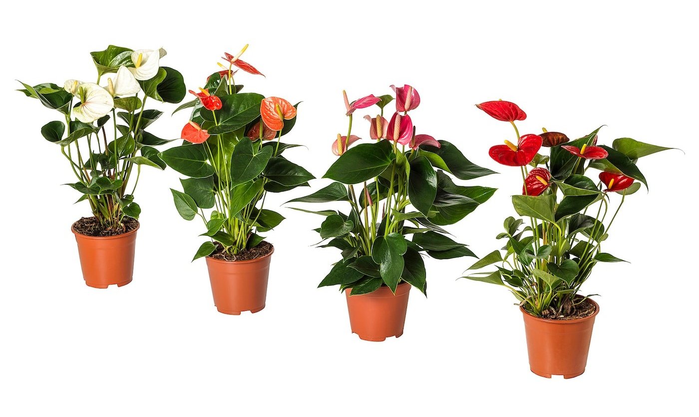 Anthurium raznih boja