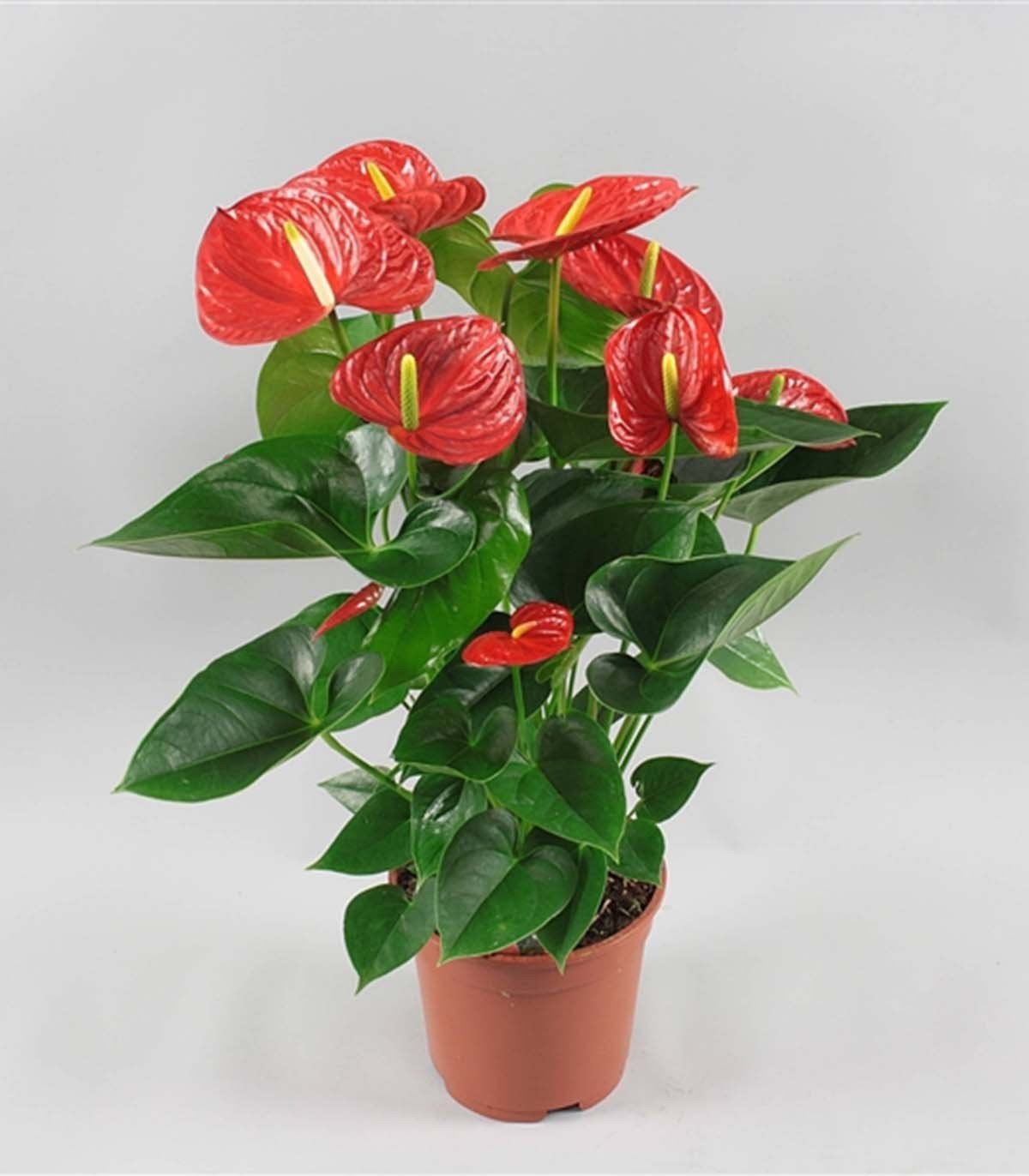 Anthurium andreanum