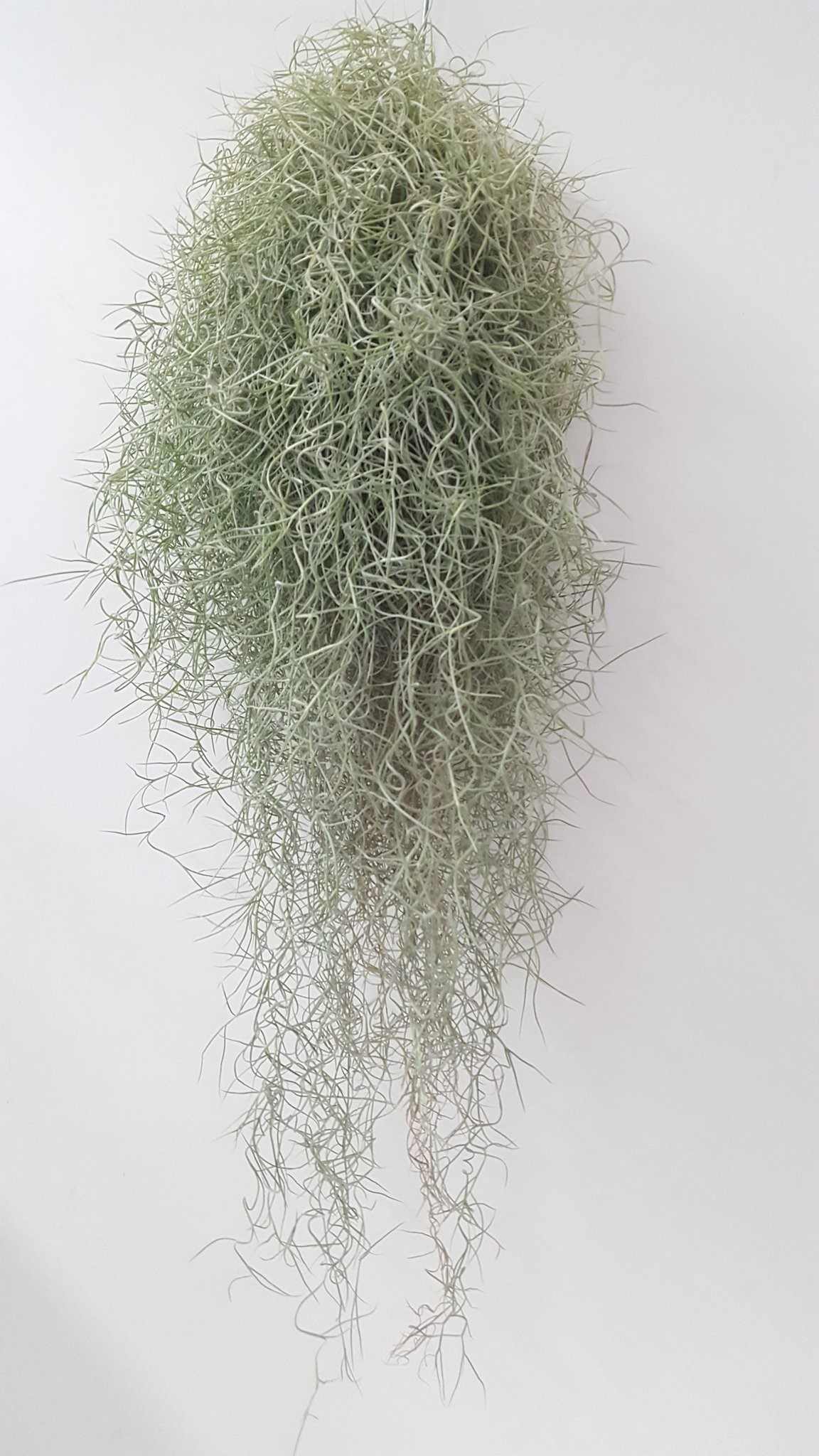 Tillandsia usneoides